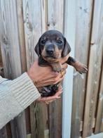Kortharige Teckel Pups Te Koop, Overige rassen, 8 tot 15 weken, Meerdere, Meerdere dieren