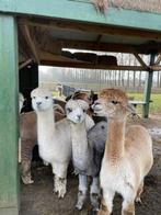 Drachtige alpaca merrie’s merrie, Dieren en Toebehoren, Overige Dieren, Vrouwelijk, Voor 1 juli 2024