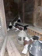 Duif Duiven Duitse meeuw geringd, Dieren en Toebehoren, Meerdere dieren, Overige soorten