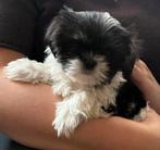 Schitterende boomer pups, Dieren en Toebehoren, Honden | Chihuahua's en Gezelschapshonden, Overige rassen, 8 tot 15 weken, Meerdere