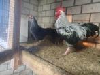 broedeieren sussex zilver grijs kriel, Dieren en Toebehoren, Pluimvee, Geslacht onbekend, Overige soorten