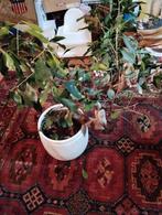 Ficus Ginseng, bonsaiboom, bonsaiplant, Huis en Inrichting, Kamerplanten, Ficus, Ophalen of Verzenden
