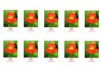 Langlopende bloemenserie Duitsland, 1990 tot heden, Verzenden, Postfris