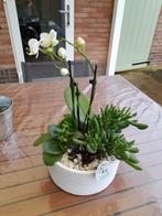 Te koop woonkamer planten set in bloempot wit, Overige soorten, Minder dan 100 cm, Halfschaduw, In pot