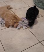 maltipoo puppie abricot teefje nog beschikbaar, Dieren en Toebehoren, Honden | Chihuahua's en Gezelschapshonden, Overige rassen