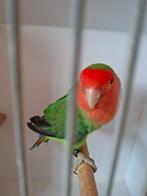 Agapornis, Dieren en Toebehoren, Mannelijk, Dwergpapegaai of Agapornis