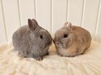 Jonge kleurdwerg koppeltje, Dieren en Toebehoren, Konijnen, Meerdere dieren, Dwerg