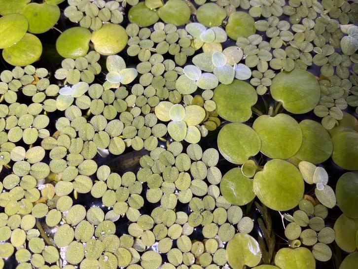 Drijfplanten aquarium (3 soorten), Dieren en Toebehoren, Vissen | Aquaria en Toebehoren, Nieuw, Plant(en), Steen of Hout, Ophalen