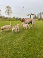 Mooie blonde labrador pups, Particulier, Rabiës (hondsdolheid), Meerdere, 8 tot 15 weken