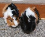 2  borstels  beertjes, Dieren en Toebehoren, Knaagdieren, September, Mannelijk, Cavia