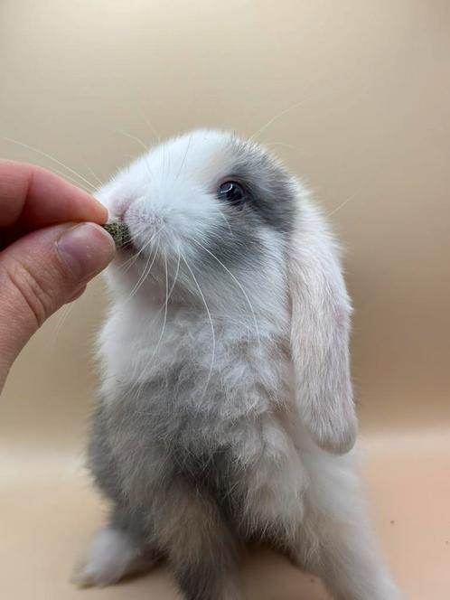 Super lieve tamme Hangoor dwerg konijntjes voedsters, Dieren en Toebehoren, Konijnen, Dwerg, Meerdere dieren, 0 tot 2 jaar, Hangoor