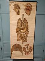 Anatomie poster EHBO, Ophalen, Natuur en Biologie