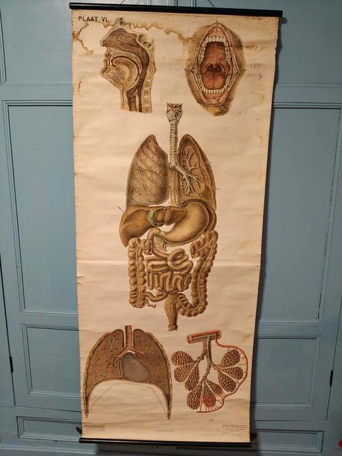 Anatomie poster EHBO, Antiek en Kunst, Antiek | Schoolplaten, Natuur en Biologie, Ophalen