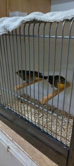 Japanse nachtegalen, Dieren en Toebehoren, Meerdere dieren, Tropenvogel, Geringd