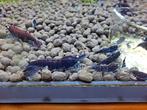 Prachtige royal blue tiger garnalen oa, Dieren en Toebehoren, Vissen | Aquariumvissen, Kreeft, Krab of Garnaal