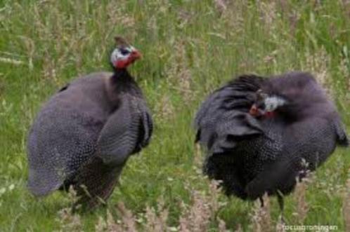 Parelhoenders., Dieren en Toebehoren, Pluimvee, Kip, Vrouwelijk