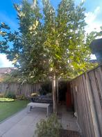 Dakplataan (Platanus) >10 jaar - Zelf uitgraven!, Tuin en Terras, Volle zon, Bloeit niet, Ophalen of Verzenden, Dakboom
