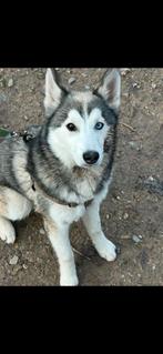 Husky x pomsky, Particulier, 15 weken tot 1 jaar, Reu, Buitenland