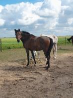 E pony merrie(paard gefokt kwpn)3,5jr & 4 jarige E pony ruin, Dieren en Toebehoren, Pony's, B, Gechipt, 3 tot 6 jaar, Merrie
