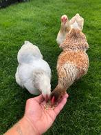 Toompje wyandotte kriel kipjes, Dieren en Toebehoren, Pluimvee, Vrouwelijk, Kip