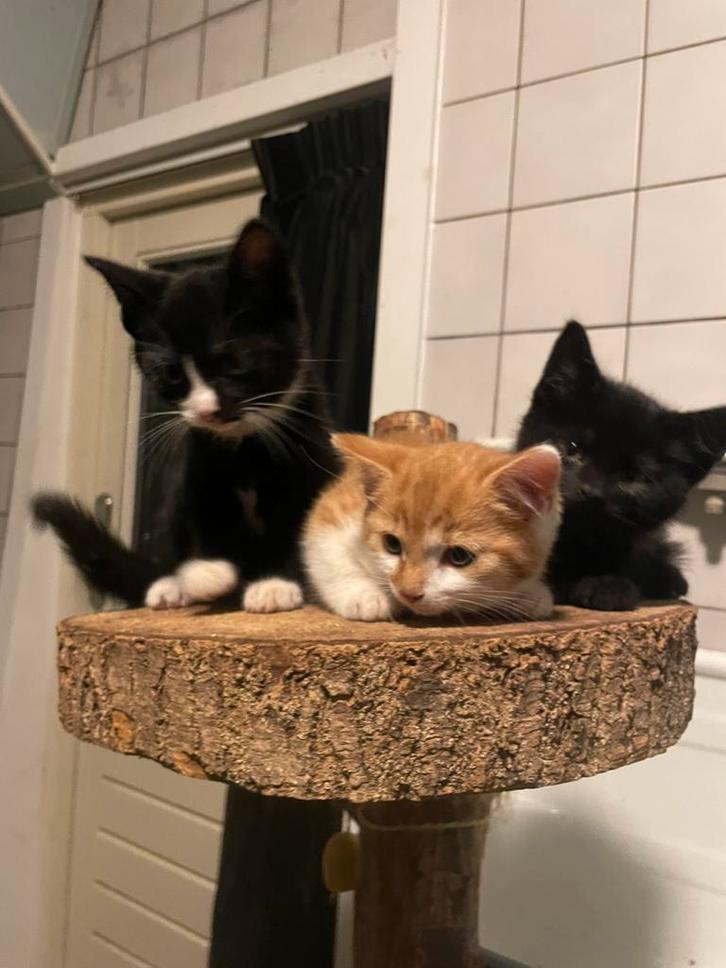 Lieve kittens te koop, Dieren en Toebehoren, Katten en Kittens | Overige Katten, Kortharig, Meerdere dieren, 0 tot 2 jaar