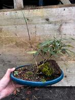 Bonsai Bamboe, Ophalen, Bloeit niet, Halfschaduw, Overige soorten