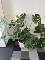 Grote Monstera Deliciosa, Huis en Inrichting, Kamerplanten, Ophalen, 100 tot 150 cm, Overige soorten, Halfschaduw