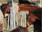 Voerruif, Hooiruif, Voerruiven, Ruiven, Ruif, Hooi, Dieren en Toebehoren, Weidegang, Sales@veldomheiningen.nl, Schaijk, 4 paarden of pony's of meer