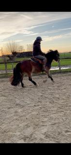 Grondwerk/rij les, paarden trainen, groom, stalruiter aangeb, Ophalen, Nieuw