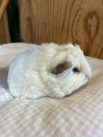 Jong cavia mannetje borstelmixje, Dieren en Toebehoren, Knaagdieren, November, Mannelijk, Cavia