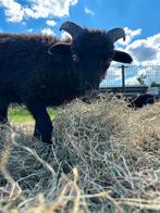 4x Oussant lam ram, Dieren en Toebehoren, Schapen, Geiten en Varkens, Mannelijk, Schaap, 0 tot 2 jaar