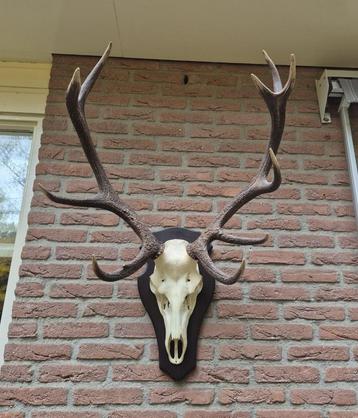 Mooi Zwaar Edelhert Gewei Jacht Mancave Jacht Hut d95 beschikbaar voor biedingen