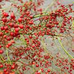 Gezocht papaver rozenbottels skimmia sneeuwbal lavendel, Tuin en Terras, Ophalen, Overige soorten, Halfschaduw