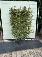 Leischerm Olijfwilg 120x180cm vaste lage prijs €125, Bloeit niet, Leiboom, 100 tot 250 cm, Ophalen
