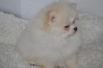 Pomeriaan pup, Dieren en Toebehoren, Honden | Poolhonden, Keeshonden en Oertypen, 8 tot 15 weken, Meerdere, Meerdere dieren, Nederland