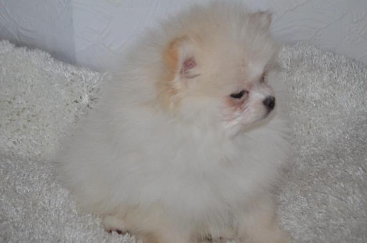 Pomeriaan pup, Dieren en Toebehoren, Honden | Poolhonden, Keeshonden en Oertypen, Meerdere dieren, Keeshond, Particulier, Meerdere