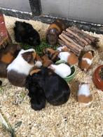 cavia's, Dieren en Toebehoren, Knaagdieren, Meerdere dieren, Cavia, Na 1 juli 2024, Tam