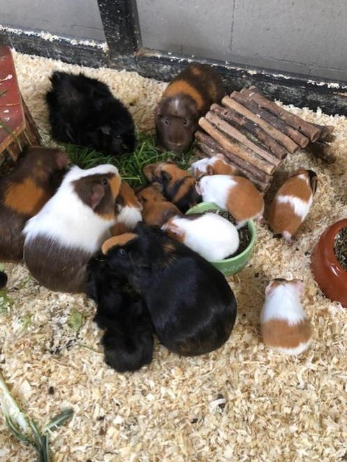 cavia's, Dieren en Toebehoren, Knaagdieren, Meerdere dieren, Cavia, Na 1 juli 2024, Tam