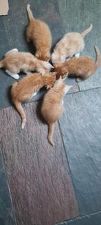 Rode kittens, Dieren en Toebehoren