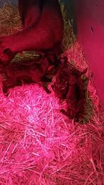 Papfles lammetje aangeboden. Bruin boklammetje., Mannelijk, Geit