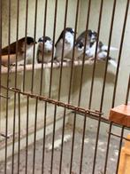 Bonte Japanse Meeuwtjes, Dieren en Toebehoren, Vogels | Overige Vogels, Geslacht onbekend, Tropenvogel