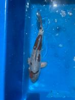 Doitsu ochiba, Dieren en Toebehoren, Karper of Koi