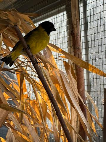 Koppel zwartkop sijzen beschikbaar voor biedingen
