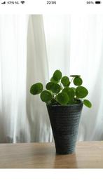 Pannenkoeken plant in mooi vaas / pot., Ophalen, In pot, Halfschaduw, Minder dan 100 cm