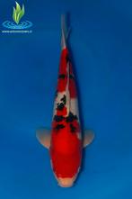 067 Sanke, Dieren en Toebehoren, Vissen | Vijvervissen, Karper of Koi