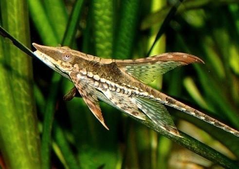 Nieuw binnen!!! Sturiosoma aureum 8-10 cm!!!, Dieren en Toebehoren, Vissen | Aquariumvissen, Zoetwatervis, Vis