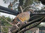 Meerdere koppels bronsvleugel duiven, Dieren en Toebehoren, Vogels | Overige Vogels, Meerdere dieren, Geringd