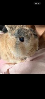 Liefste Konijn van Nederland, Dieren en Toebehoren, Konijnen, Mannelijk, Dwerg, 0 tot 2 jaar