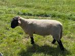Suffolk dekram, Dieren en Toebehoren, Schapen, Geiten en Varkens, Mannelijk, Schaap