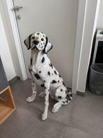 Unieke beelden te koop, Ophalen of Verzenden